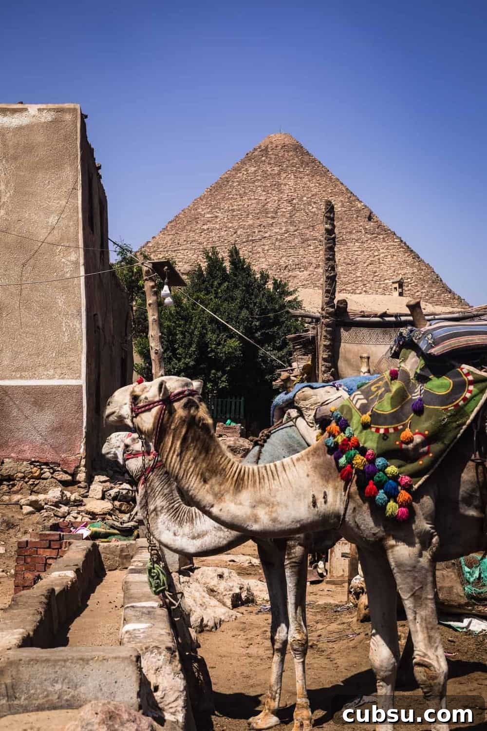Cairo Adventures: Top Experiences and Hidden Gems to Explore 19 2 camels with colorful harnesses in Giza, in front of the Great Pyramids.