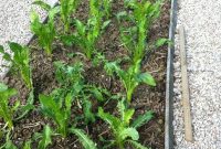 Puntarelle: Recipes and How to Grow Them at Home