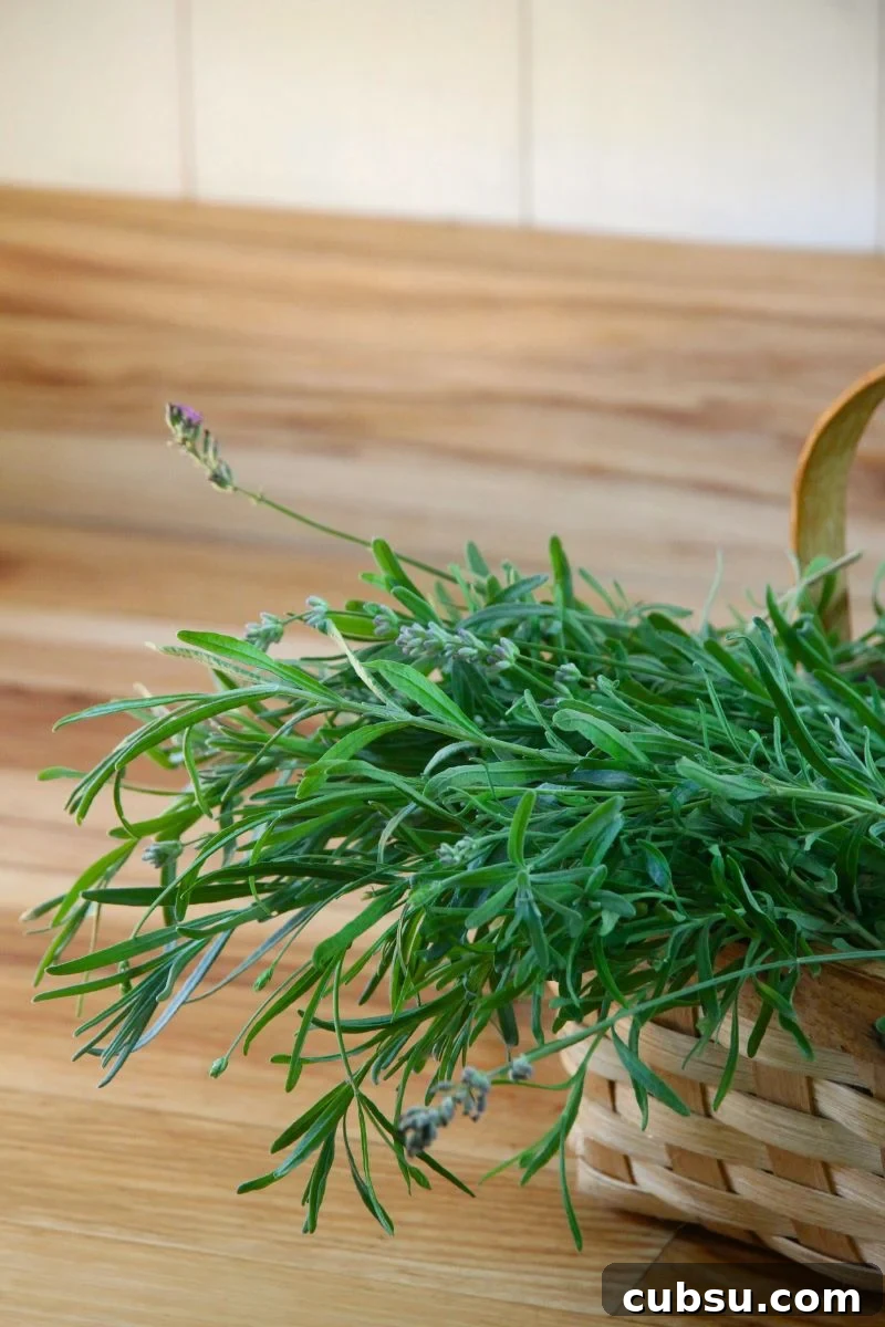 A basket of fresh lavender buds and green leaves.
