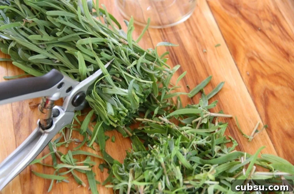 Fresh lavender being chopped into 1-2 inch lengths using pruning shears. 