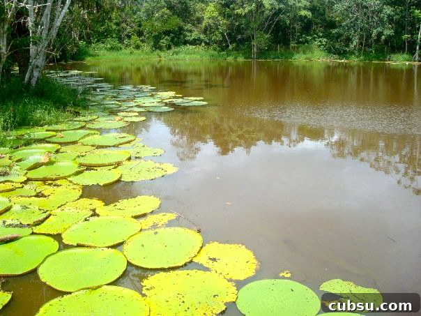 AMAZONAS1 AMAZONAS1