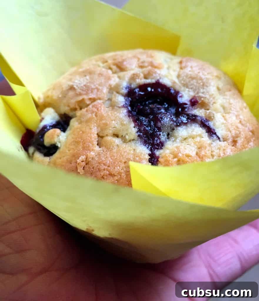 Delicious Chocolate Chip Cupcakes Recipe | Hello! 6 Blueberry & Lemon Muffins