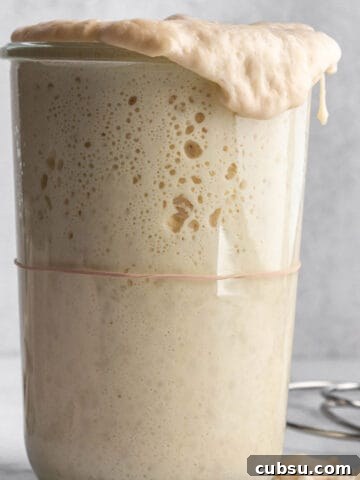 A tall jar with a sourdough starter pouring over the top.