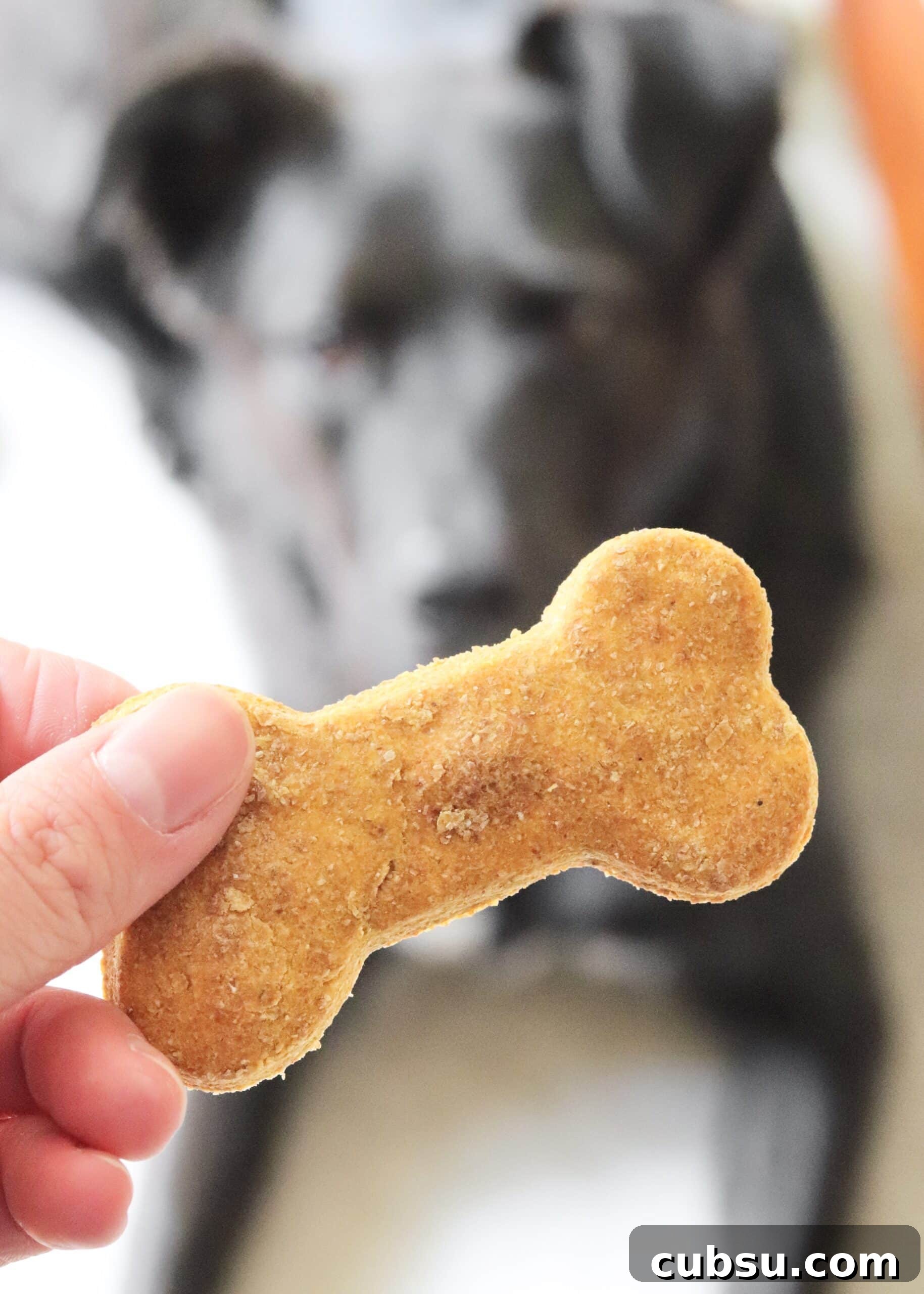 Peanut Butter and Pumpkin Dog Treats: Homemade Recipe for Dogs 4 Hand holding a homemade dog treat with puppy in background