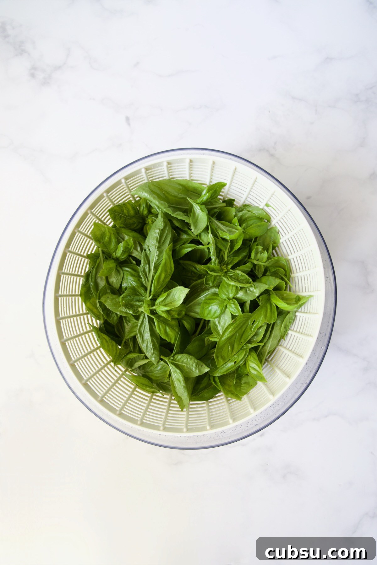 Fresh basil in salad spinner.