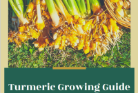 How to Grow Turmeric: Planting, Care, and Harvest Tips