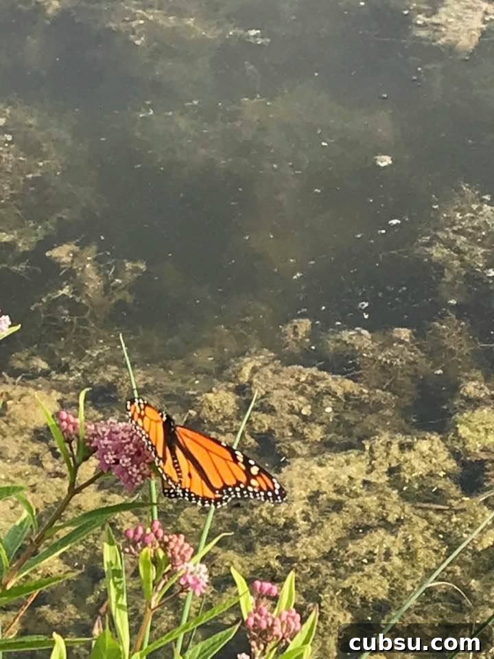 Monarch butterfly at Carriage Hill